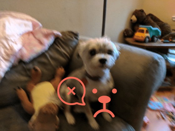 Bad Pet Photo Example
